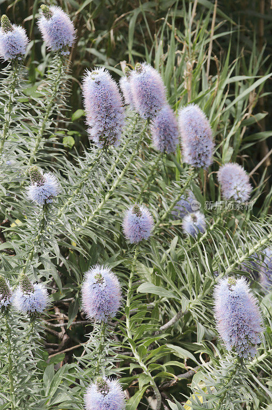 马德拉的骄傲(Echium nervosum)